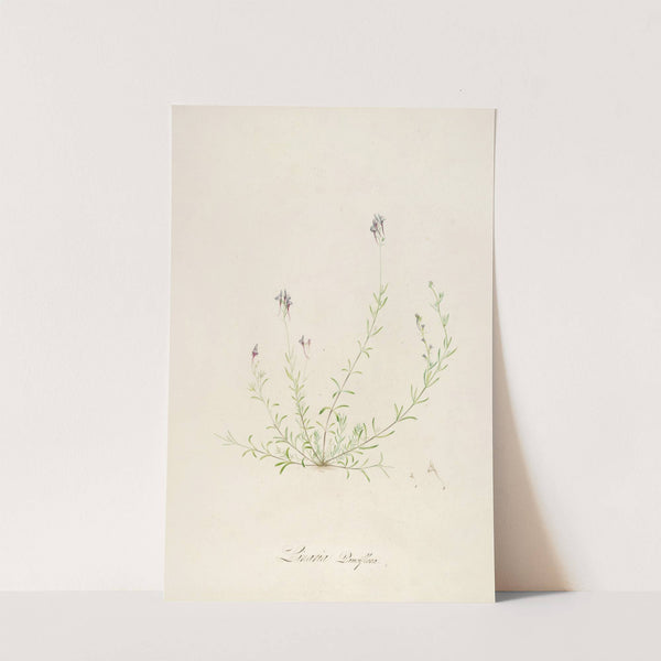 Description des plantes rares cultivees a Malmaison et a Navarre Pl.18 by Pierre Joseph Redouté