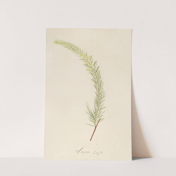 Description des plantes rares cultivees a Malmaison et a Navarre Pl.19 by Pierre Joseph Redouté