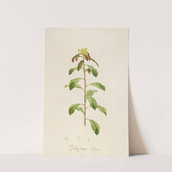 Description des plantes rares cultivees a Malmaison et a Navarre Pl.21 (1813) by Pierre Joseph Redouté