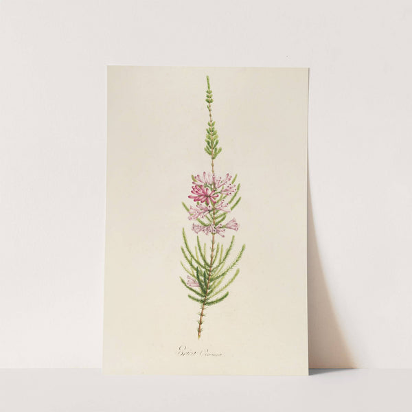 Description des plantes rares cultivees a Malmaison et a Navarre Pl.22 by Pierre Joseph Redouté