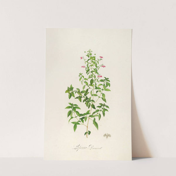 Description des plantes rares cultivees a Malmaison et a Navarre Pl.25 by Pierre Joseph Redouté