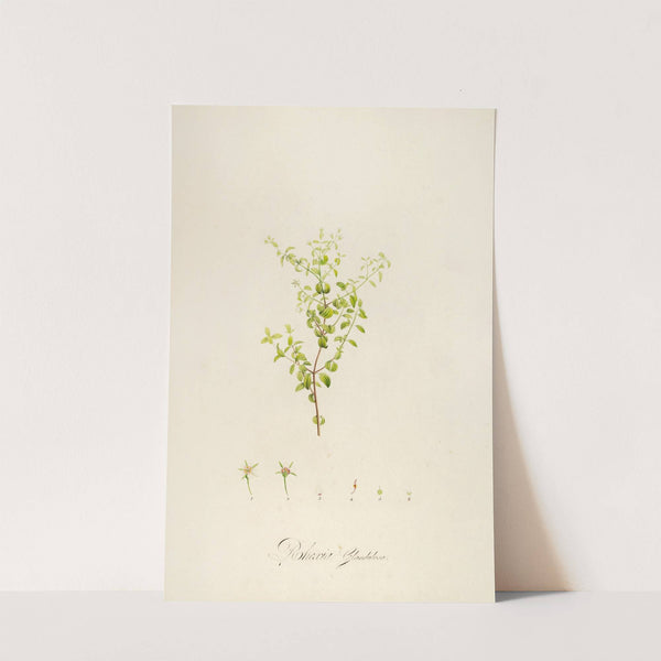 Description des plantes rares cultivees a Malmaison et a Navarre Pl.27 by Pierre Joseph Redouté