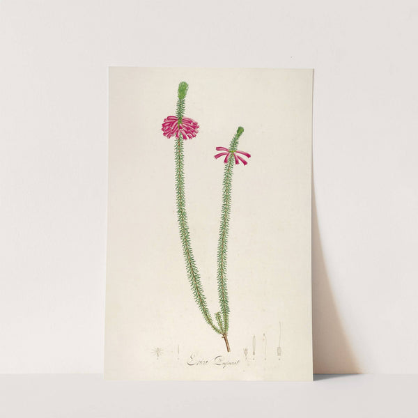 Description des plantes rares cultivees a Malmaison et a Navarre Pl.28 by Pierre Joseph Redouté