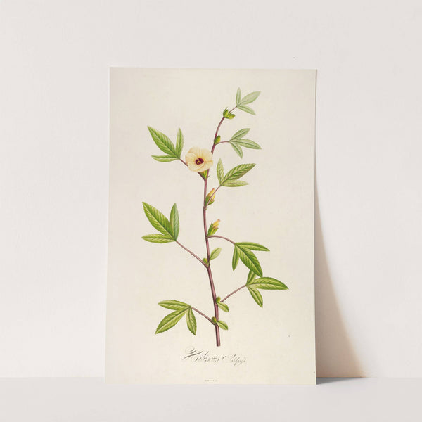 Description des plantes rares cultivees a Malmaison et a Navarre Pl.29 by Pierre Joseph Redouté