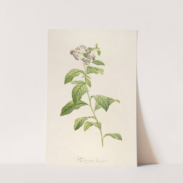 Description des plantes rares cultivees a Malmaison et a Navarre Pl.32 by Pierre Joseph Redouté