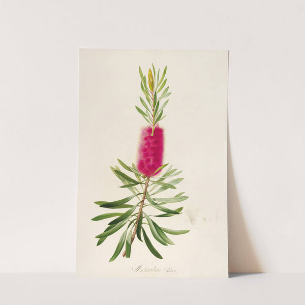 Description des plantes rares cultivees a Malmaison et a Navarre Pl.34 by Pierre Joseph Redouté