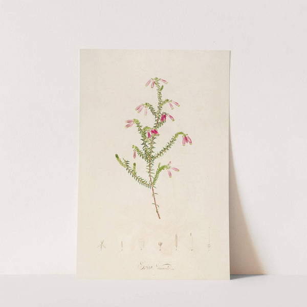 Description des plantes rares cultivees a Malmaison et a Navarre Pl.38 by Pierre Joseph Redouté