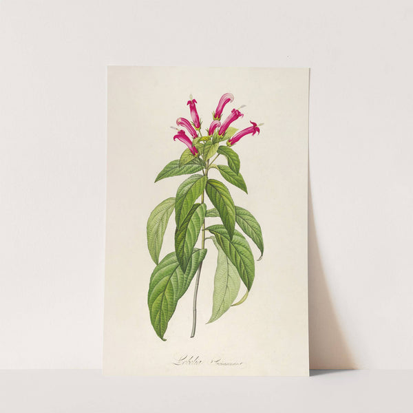 Description des plantes rares cultivees a Malmaison et a Navarre Pl.39 by Pierre Joseph Redouté