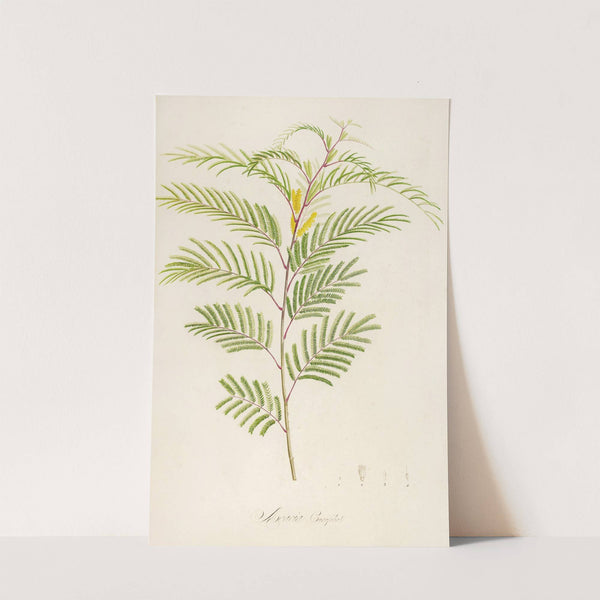 Description des plantes rares cultivees a Malmaison et a Navarre Pl.40 by Pierre Joseph Redouté