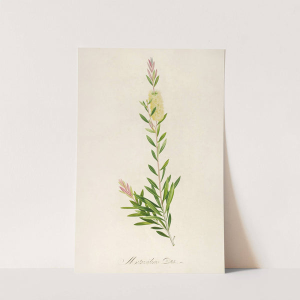 Description des plantes rares cultivees a Malmaison et a Navarre Pl.41 by Pierre Joseph Redouté