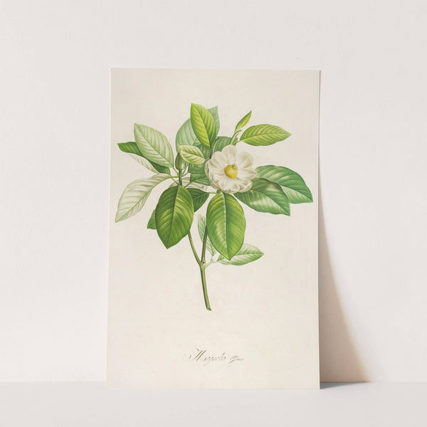 Description des plantes rares cultivees a Malmaison et a Navarre Pl.42 by Pierre Joseph Redouté