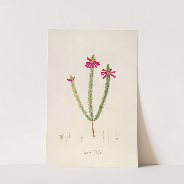 Description des plantes rares cultivees a Malmaison et a Navarre Pl.43 by Pierre Joseph Redouté