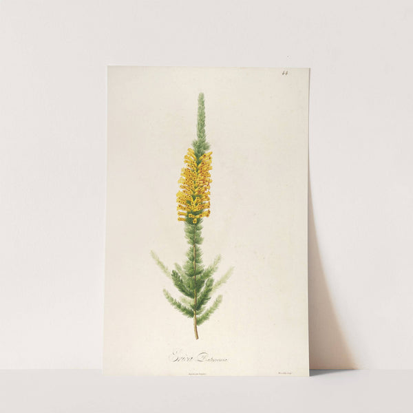 Description des plantes rares cultivees a Malmaison et a Navarre Pl.44 by Pierre Joseph Redouté