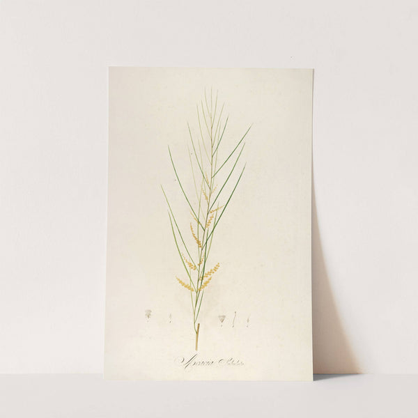 Description des plantes rares cultivees a Malmaison et a Navarre Pl.45 by Pierre Joseph Redouté