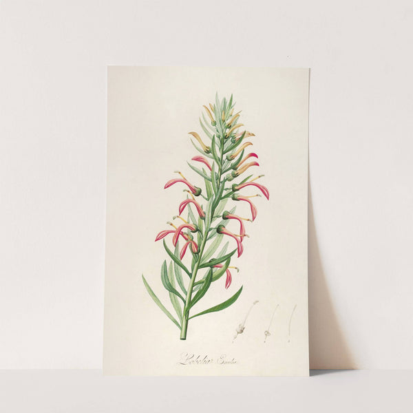 Description des plantes rares cultivees a Malmaison et a Navarre Pl.46 by Pierre Joseph Redouté