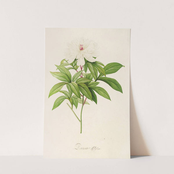 Description des plantes rares cultivees a Malmaison et a Navarre Pl.47 by Pierre Joseph Redouté