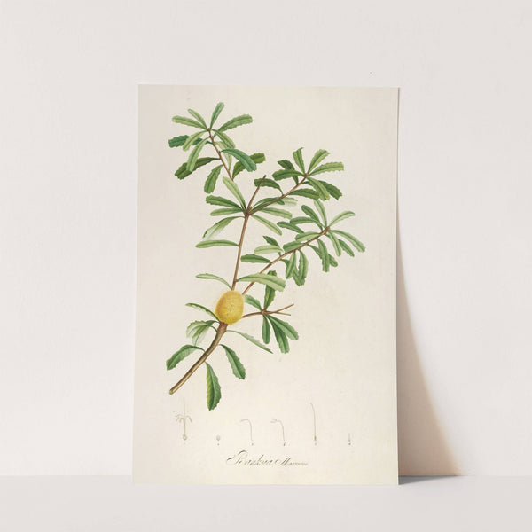 Description des plantes rares cultivees a Malmaison et a Navarre Pl.48 by Pierre Joseph Redouté