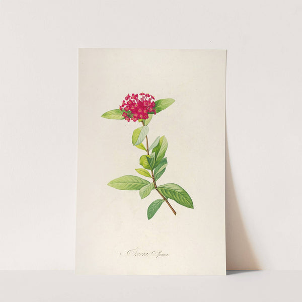 Description des plantes rares cultivees a Malmaison et a Navarre Pl.49 by Pierre Joseph Redouté