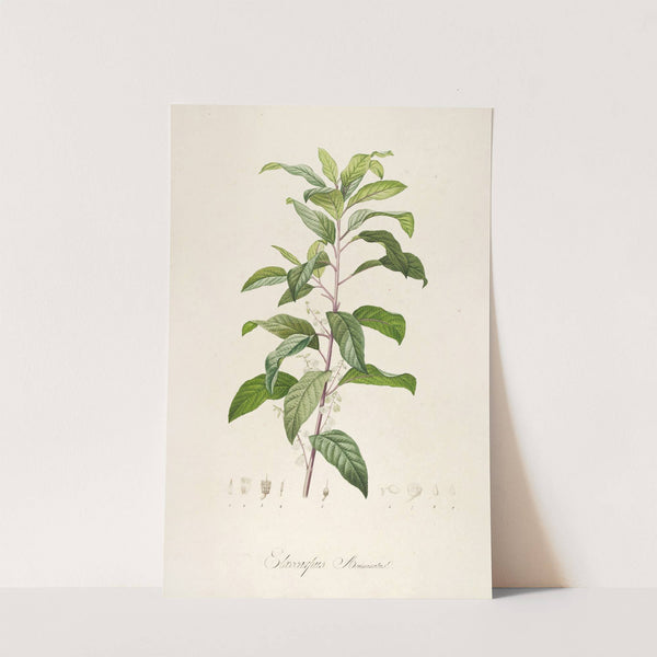 Description des plantes rares cultivees a Malmaison et a Navarre Pl.50 by Pierre Joseph Redouté