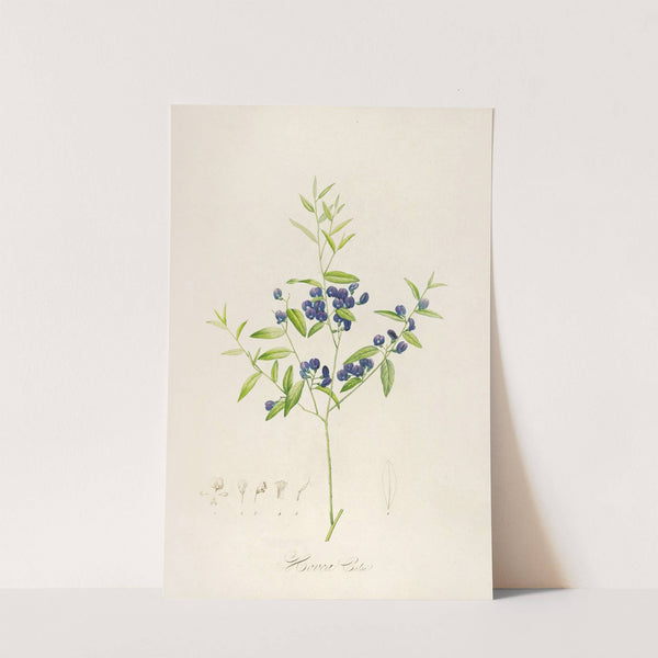 Description des plantes rares cultivees a Malmaison et a Navarre Pl.51 by Pierre Joseph Redouté