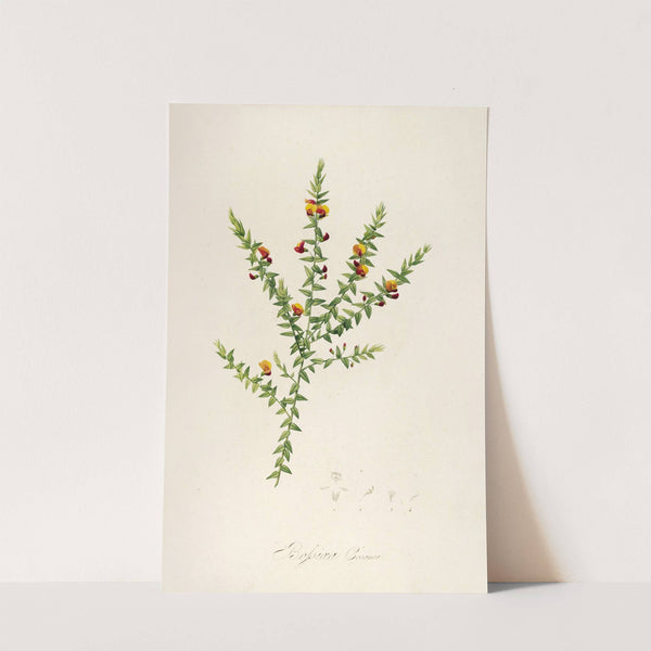 Description des plantes rares cultivees a Malmaison et a Navarre Pl.52 by Pierre Joseph Redouté