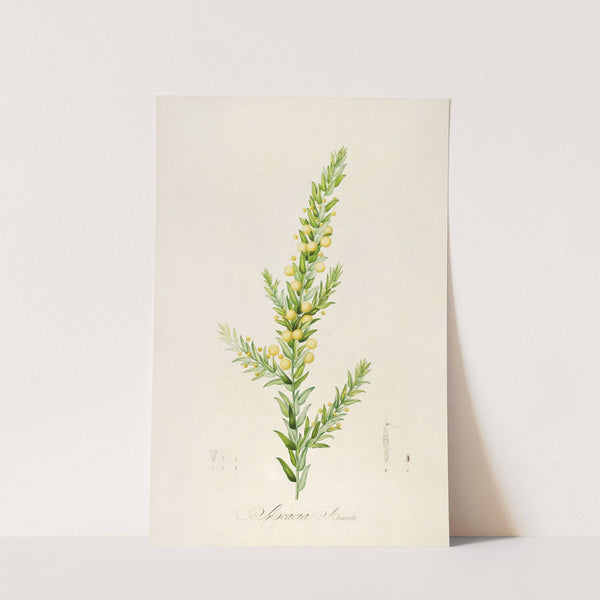 Description des plantes rares cultivees a Malmaison et a Navarre Pl.55 by Pierre Joseph Redouté