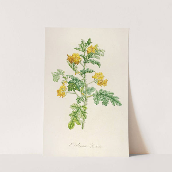 Description des plantes rares cultivees a Malmaison et a Navarre Pl.56 by Pierre Joseph Redouté