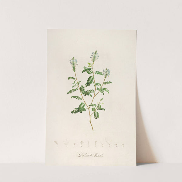 Description des plantes rares cultivees a Malmaison et a Navarre Pl.57 by Pierre Joseph Redouté