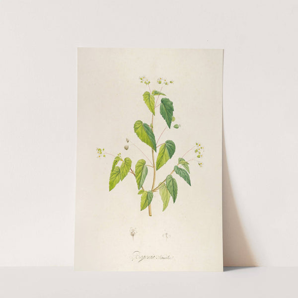 Description des plantes rares cultivees a Malmaison et a Navarre Pl.62 by Pierre Joseph Redouté