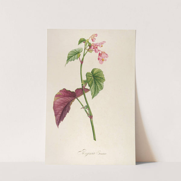 Description des plantes rares cultivees a Malmaison et a Navarre Pl.63 by Pierre Joseph Redouté