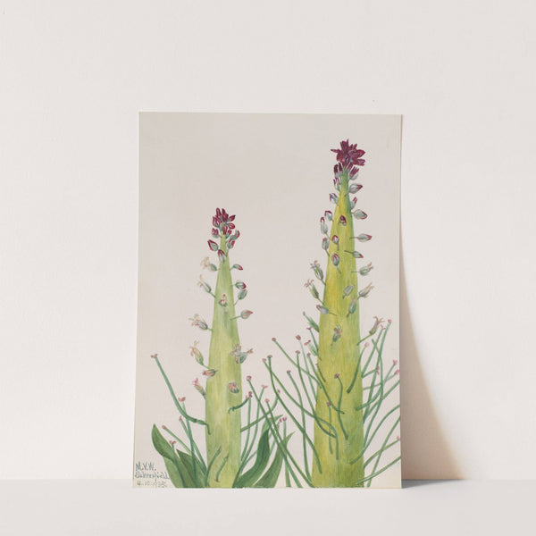 Desert Candle (Caulanthus inflatus) (1935) by Mary Vaux Walcott