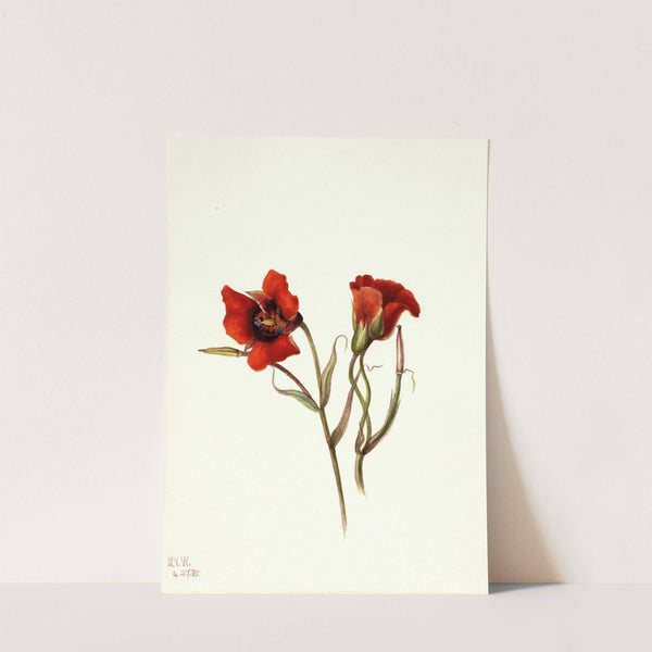 Desert Mariposa (Calochortus kennedyi) (1935) by Mary Vaux Walcott