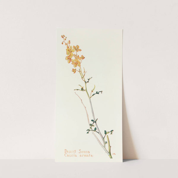 Desert Senna by Margaret Armstrong