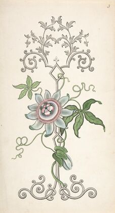 Design for Panel Decoration Centered on a Passion Flower