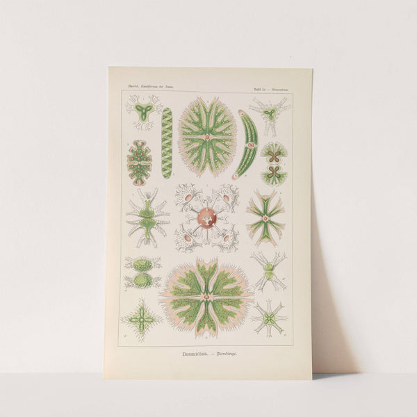Desmidiea. - Bierdinge by Ernst Haeckel