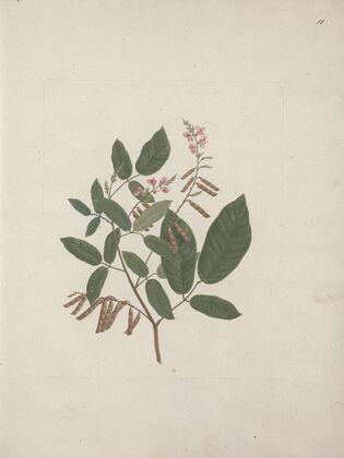 Desmodium (ticktrefoil)