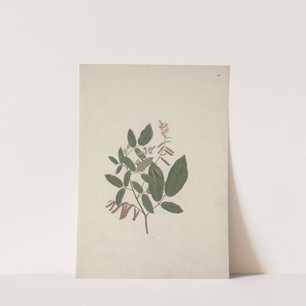 Desmodium (ticktrefoil) by Luigi Balugani