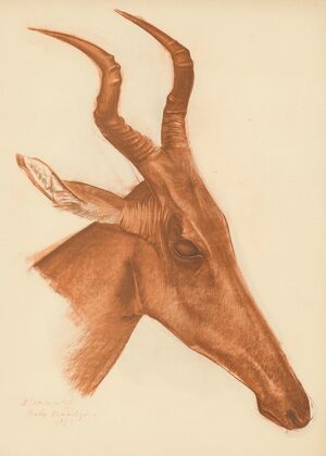 Dessins et peintures d’Afrique pl 21 (1927)