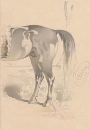 Detail Study of the Back of a Horse — size preview