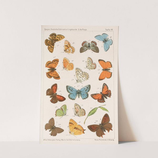 Deutsche Schmetterlingskunde für Anfänger. Nebst einer Anleitung zum Sammeln Pl.03 by Adolf Speyer