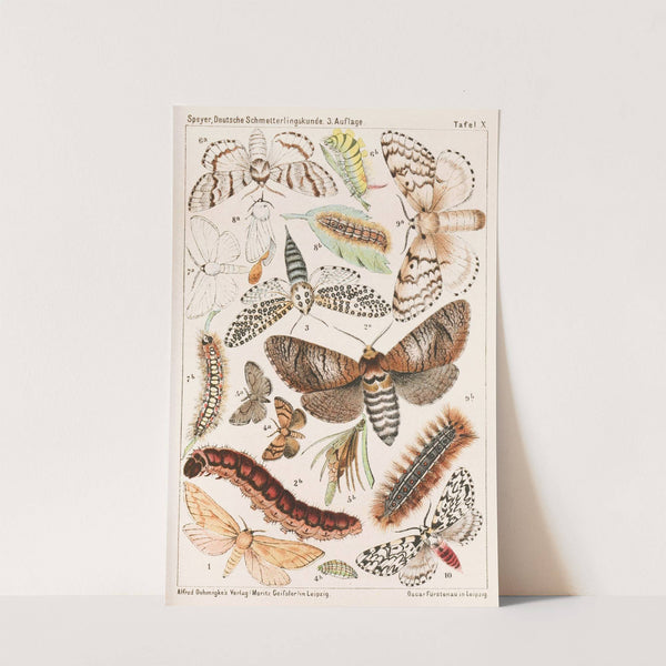 Deutsche Schmetterlingskunde für Anfänger. Nebst einer Anleitung zum Sammeln Pl.09 by Adolf Speyer