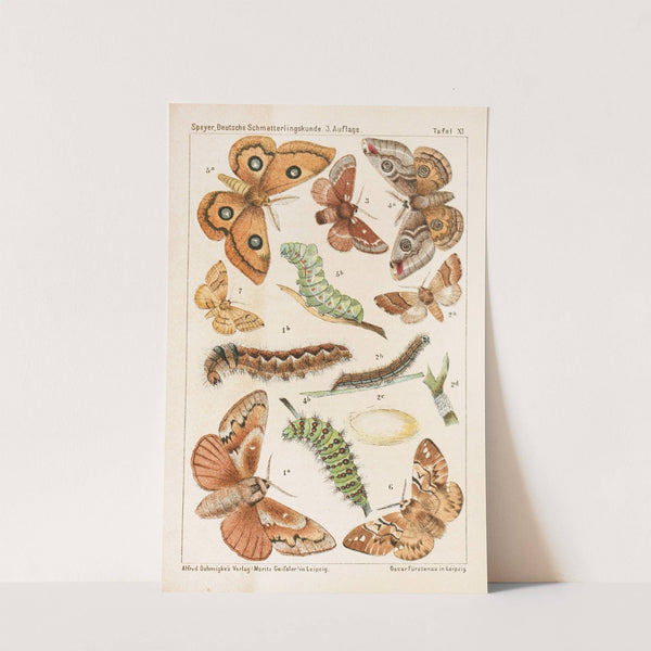 Deutsche Schmetterlingskunde für Anfänger. Nebst einer Anleitung zum Sammeln Pl.10 by Adolf Speyer