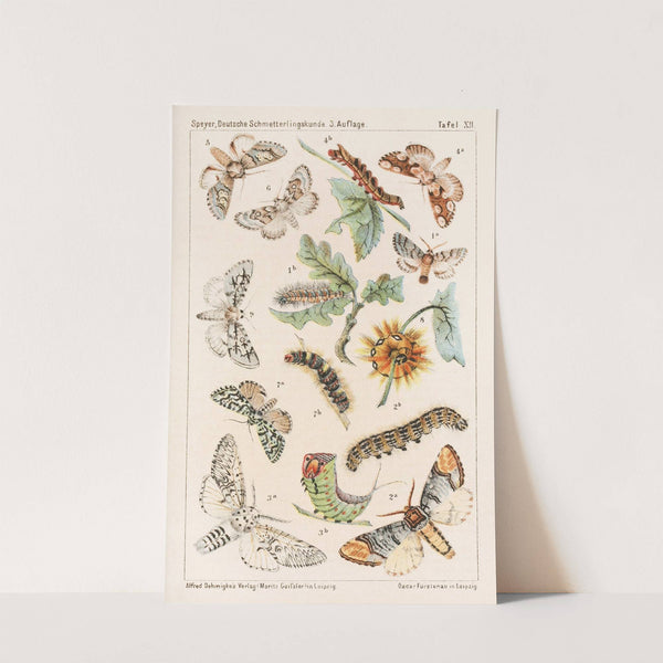 Deutsche Schmetterlingskunde für Anfänger. Nebst einer Anleitung zum Sammeln Pl.11 by Adolf Speyer