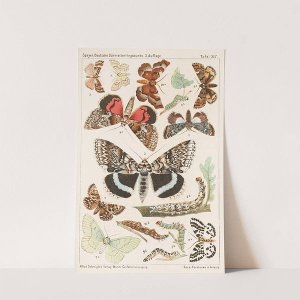 Deutsche Schmetterlingskunde für Anfänger. Nebst einer Anleitung zum Sammeln Pl.13 by Adolf Speyer