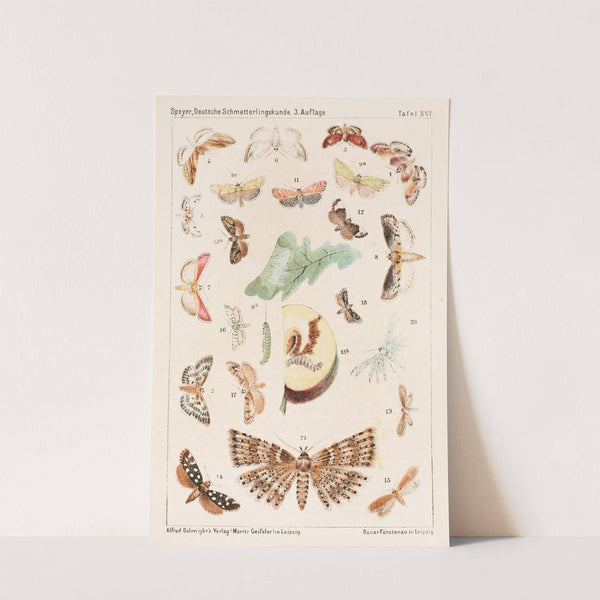 Deutsche Schmetterlingskunde für Anfänger. Nebst einer Anleitung zum Sammeln Pl.15 by Adolf Speyer