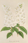 Deutzia crenata Zucc. flore pleno