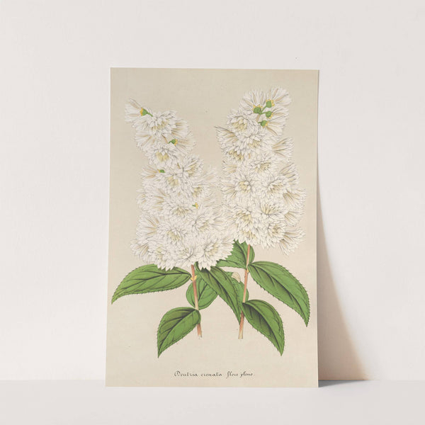 Deutzia crenata Zucc. flore pleno by Charles Antoine Lemaire