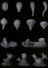 Développement du Corail