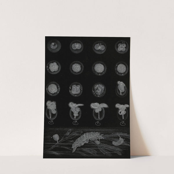 Développement d’un Mollusque (1866) by Alfred Frédol