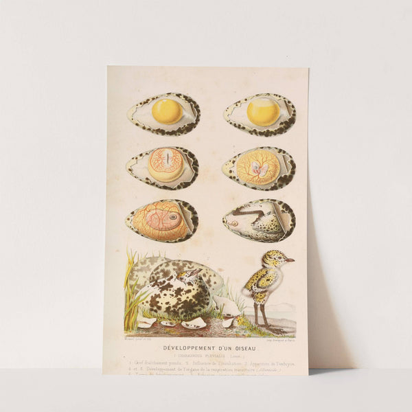 Développement d’un oiseau (1866) by Alfred Frédol